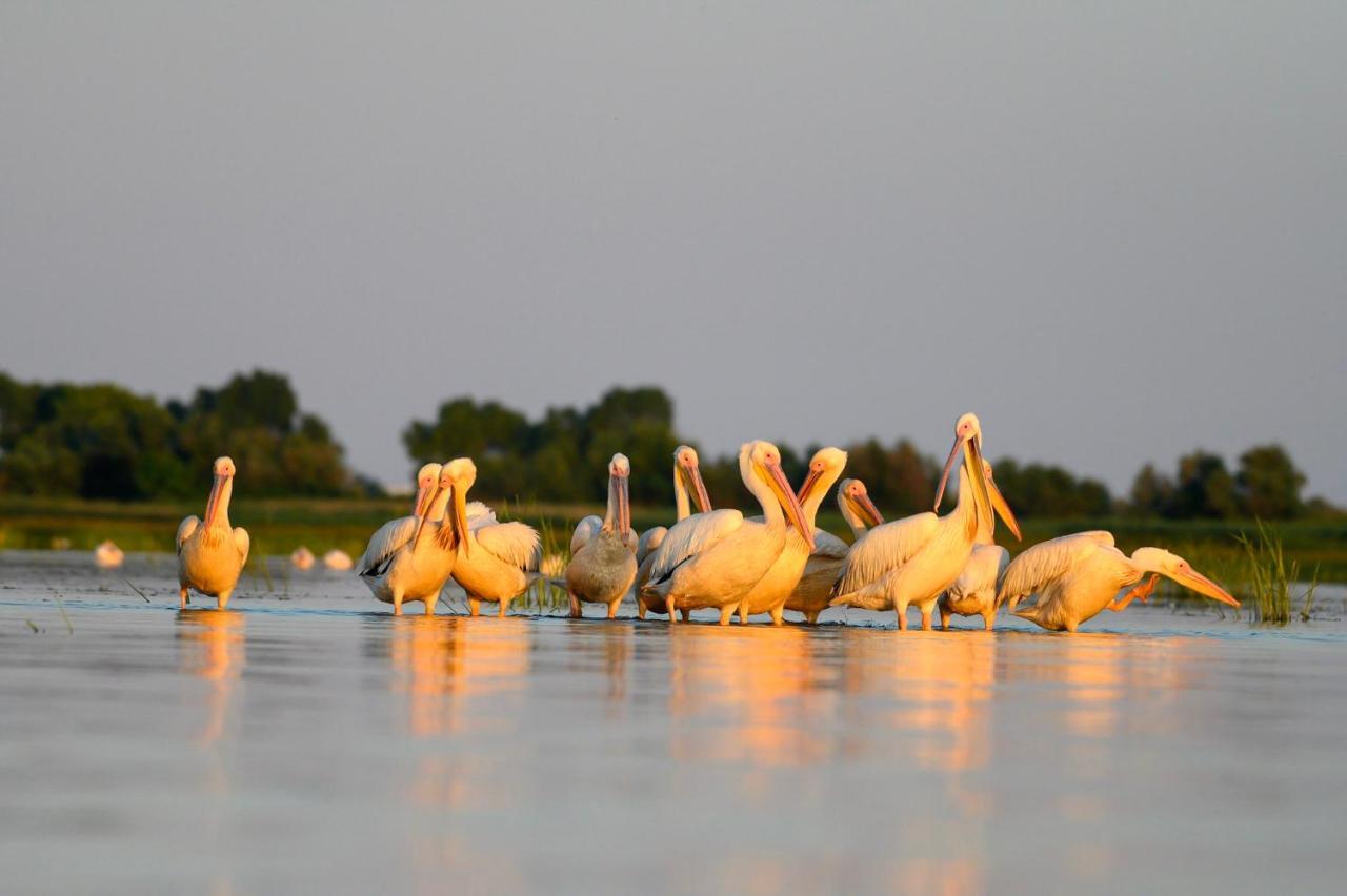 Danube Delta Hostel Homestay & Camping Сулина Екстериор снимка